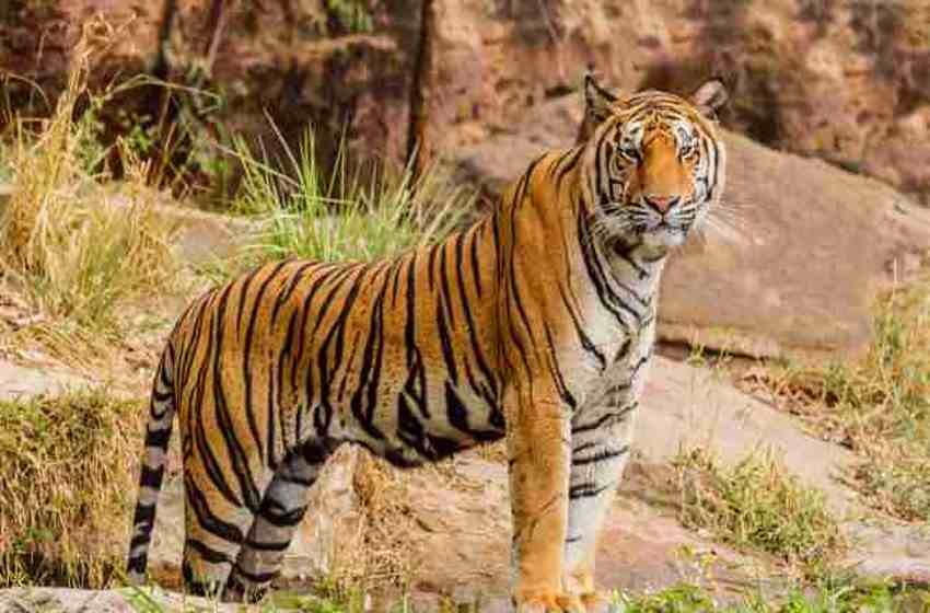 Indian National Animal – The Bengal Tiger | SaralStudy