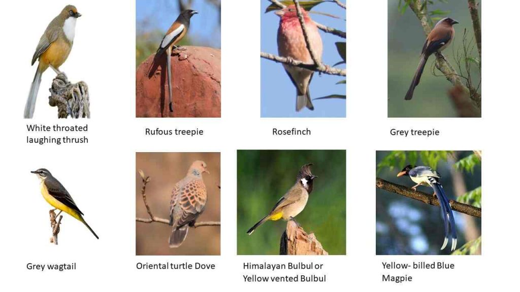 Indian Birds - Types, Name and Images
