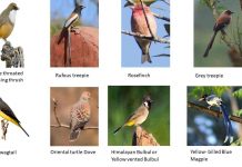Indian Birds – Types, Name and Images Indian Birds - Types, Name and Images,