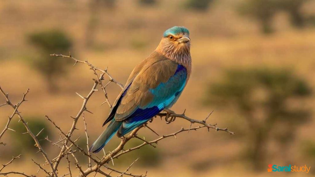 Indian Birds - Types, Name and Images Indian Birds - Types, Name and Images