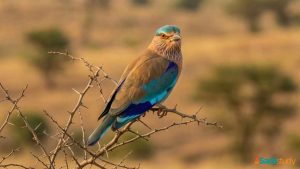 the Indian Roller