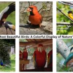 World's Most Beautiful Birds - Nature’s Artistry