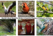 World’s Most Beautiful Birds – Nature’s Artistry