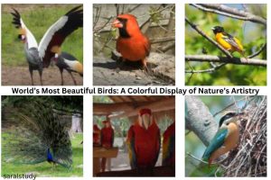 World's Most Beautiful Birds - Nature’s Artistry