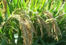 What Are 5 Major Rice Farming Challenges in India? 5 Rice Farming Challenges in India