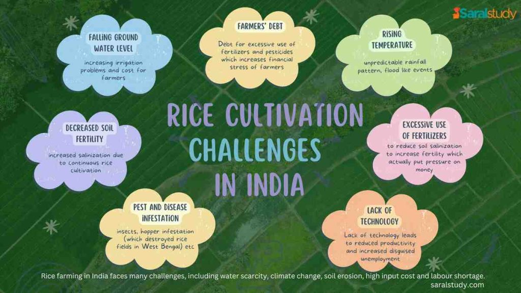 What Are 5 Major Rice Farming Challenges in India? Rice Farming Challneges Mindmap