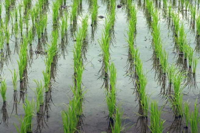 What Are 5 Major Rice Farming Challenges in India? Paddy Field